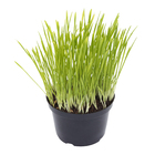 Planta Natural Aveia PT11 Veiling