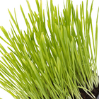 Planta Natural Aveia PT11 Veiling