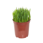 Planta Natural Aveia PT13 Veiling