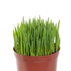 Planta Natural Aveia PT13 Veiling