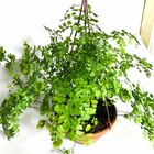 Planta Natural Avenca variada c21