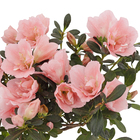 Planta Natural Azaléia