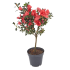 Planta Natural Azaléia