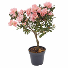 Planta Natural Azaléia