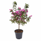 Planta Natural Azaléia