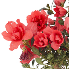 Planta Natural Azaléia