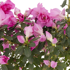 Planta Natural Azaléia