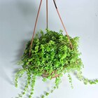 Planta Natural Barba de moises c21