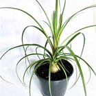 Planta Natural Beaucarnea pt 20