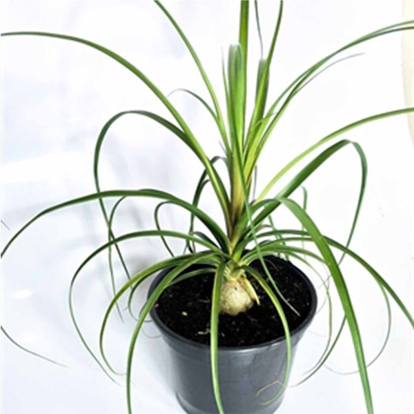 Planta Natural Beaucarnea pt 20