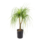 Planta Natural Beaucarnea Recurvata 25L Velling