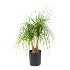 Planta Natural Beaucarnea Recurvata 50L Velling