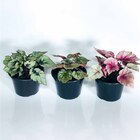 Planta Natural Begonia folha pt 13