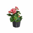 Planta Natural Begonia pt 13