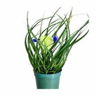 Planta Natural Bromelia tilansia pt 12