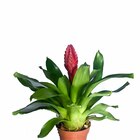 Planta Natural Bromelia vriesia pt 12