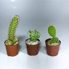 Planta Natural Cactus mini pt 06