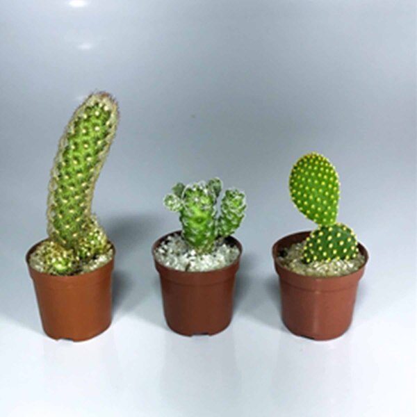 Planta Natural Cactus mini pt 06