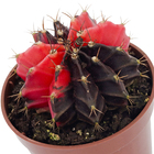 Planta Natural Cactus PT06 Veiling