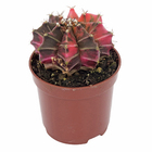 Planta Natural Cactus PT06 Veiling