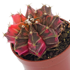 Planta Natural Cactus PT06 Veiling
