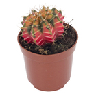 Planta Natural Cactus PT06 Veiling