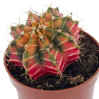 Planta Natural Cactus PT06 Veiling