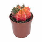 Planta Natural Cactus PT06 Veiling