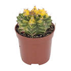 Planta Natural Cactus PT06 Veiling