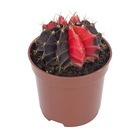 Planta Natural Cactus PT06 Veiling