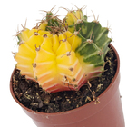 Planta Natural Cactus PT06 Veiling