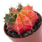 Planta Natural Cactus PT06 Veiling
