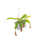 Planta Natural Carnívora PT13 Veiling