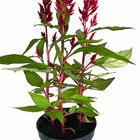 Planta Natural Celosia pt 14