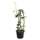 Planta Natural Ceropegia Sandersonii Pote 15 Velling