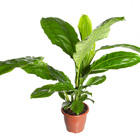 Planta Natural Ciclanto Pote 17 Velling