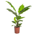 Planta Natural Ciclanto Pote 23 Velling