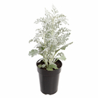 Planta Natural Cineraria Maritima Pote 14 Velling