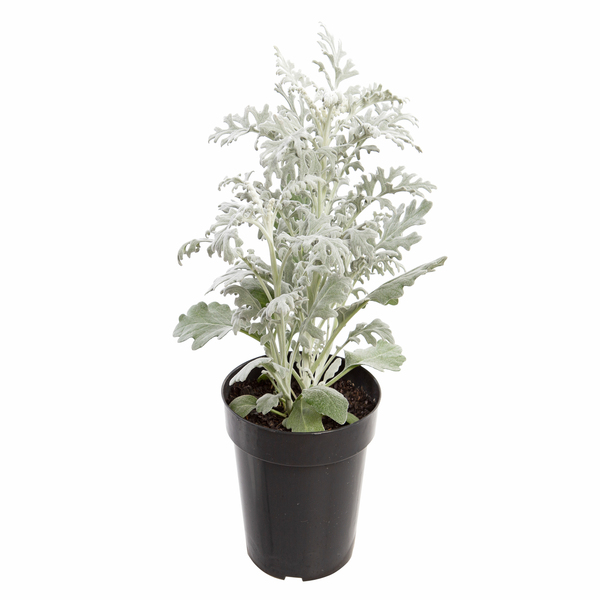 Planta Natural Cineraria Maritima Pote 14 Velling