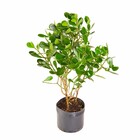 Planta Natural Clusia Vaso 20 Boa Vista