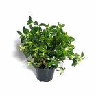 Planta Natural Columeia peixinho c21