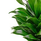 Planta Natural Compacta Vaso 17 Boa Vista