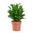 Planta Natural Compacta Vaso 17 Boa Vista