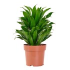 Planta Natural Compacta Vaso 17 Boa Vista
