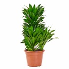 Planta Natural Compacta Vaso 24 Boa Vista