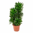 Planta Natural Compacta Vaso 27 Boa Vista