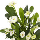 Planta Natural Coroa de Cristo PT11 Veiling