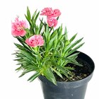 Planta Natural Cravinia pt 11