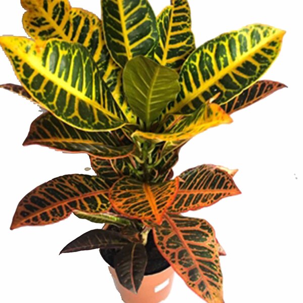 Planta Natural Croton hibrido pt 17