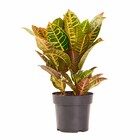 Planta Natural Croton Variegata Vaso 17 Boa Vista